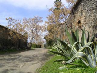 Carcaci